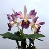 Cattleya Dipizzi coerulea x L.Labiats coeruleai 